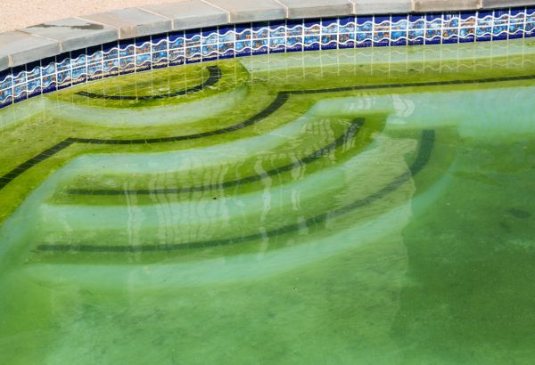 Pool Deck Algae Removal in Bellevue